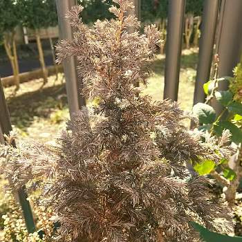 ボールバードの投稿画像一覧 Greensnap グリーンスナップ