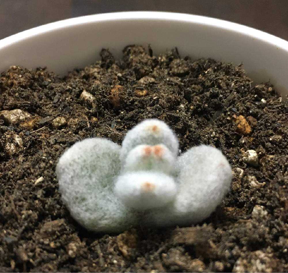 カランコエ 雪だるま(〃艸〃)｜🍀GreenSnap（グリーンスナップ）