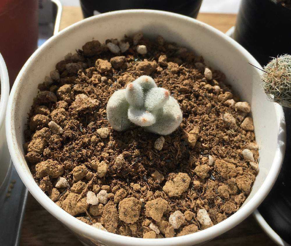 カランコエ 雪だるま(〃艸〃)｜🍀GreenSnap（グリーンスナップ）