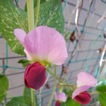 豆科の画像 by カコさん | 小さな庭とサヤエンドウと種類が多いと豆科とつる性植物と花のある暮らしと紫の花
