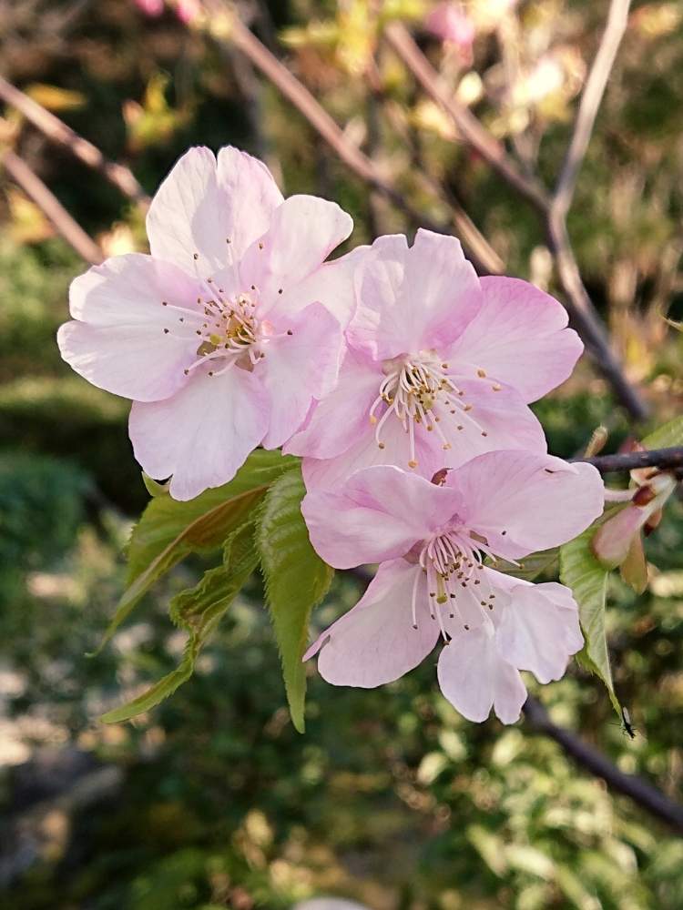 サクラの投稿画像 By 醜男さん 河津桜とカワヅザクラと桜 サクラ とスマホ撮影と野草と山野草と雑草と木の花 月2月27日 Greensnap グリーンスナップ