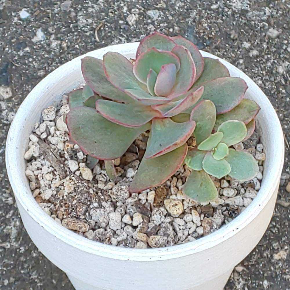 284 スヨンの生長記録 2022.05.19更新｜🍀GreenSnap（グリーンスナップ）