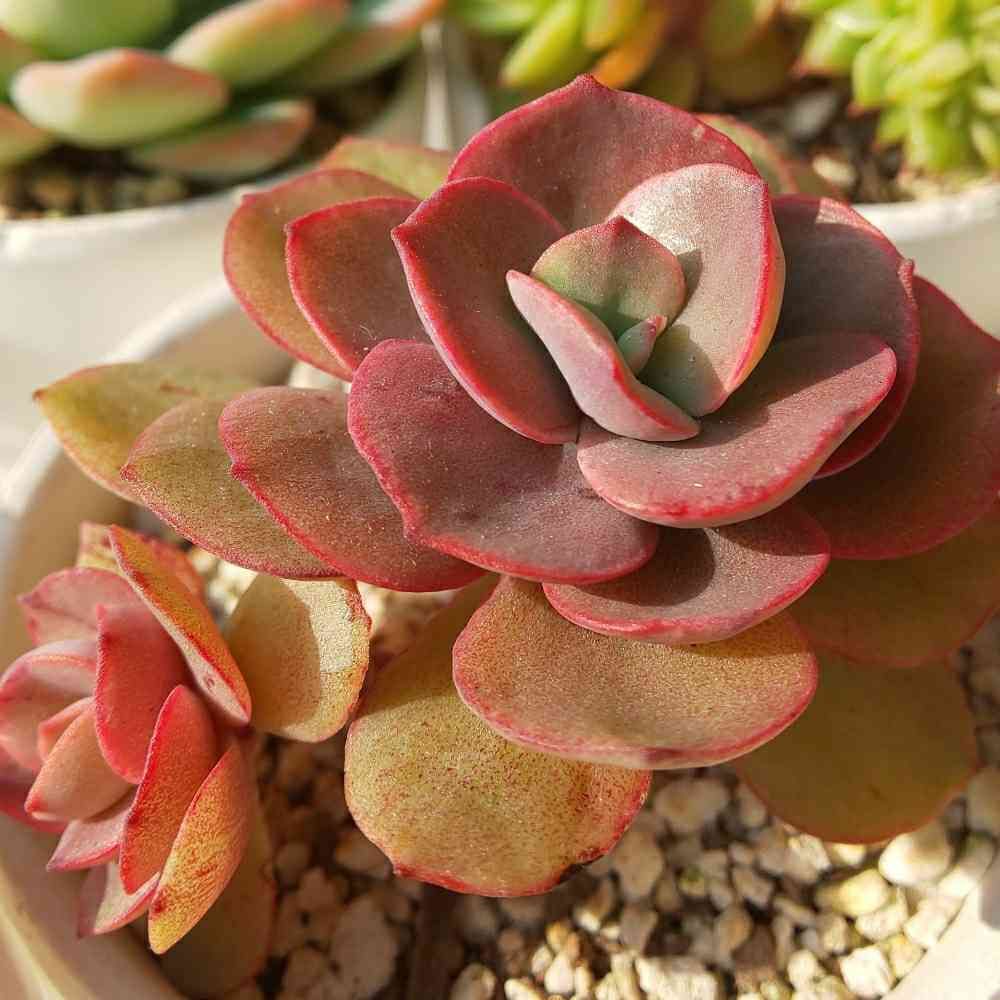 284 スヨンの生長記録 2022.05.19更新｜🍀GreenSnap（グリーンスナップ） 