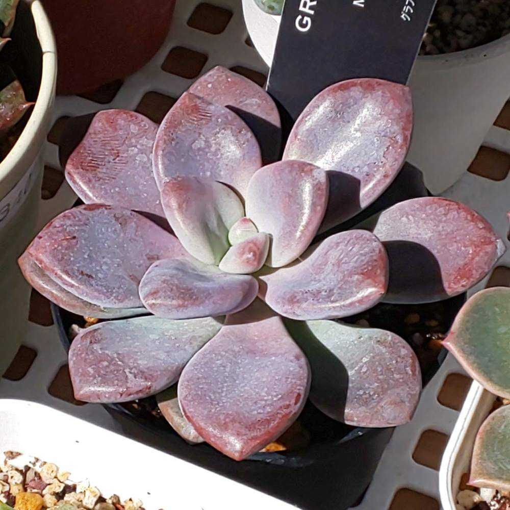 286 ムラサキの生長記録 2022.05.15更新｜🍀GreenSnap（グリーンスナップ）