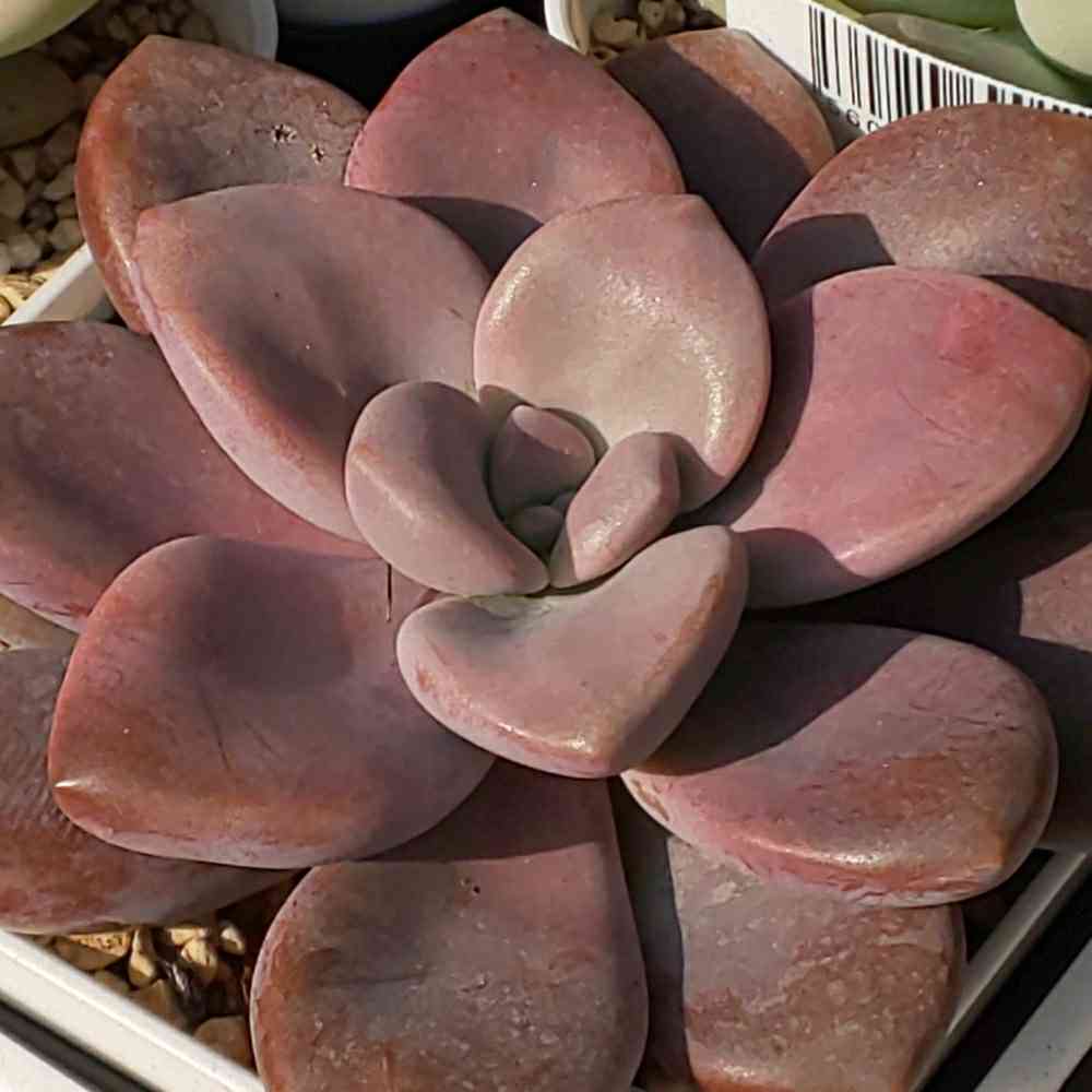 286 ムラサキの生長記録 2022.05.15更新｜🍀GreenSnap（グリーンスナップ）