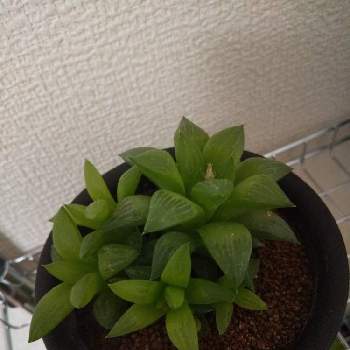 ハオルチア花鏡の投稿画像一覧 Greensnap グリーンスナップ