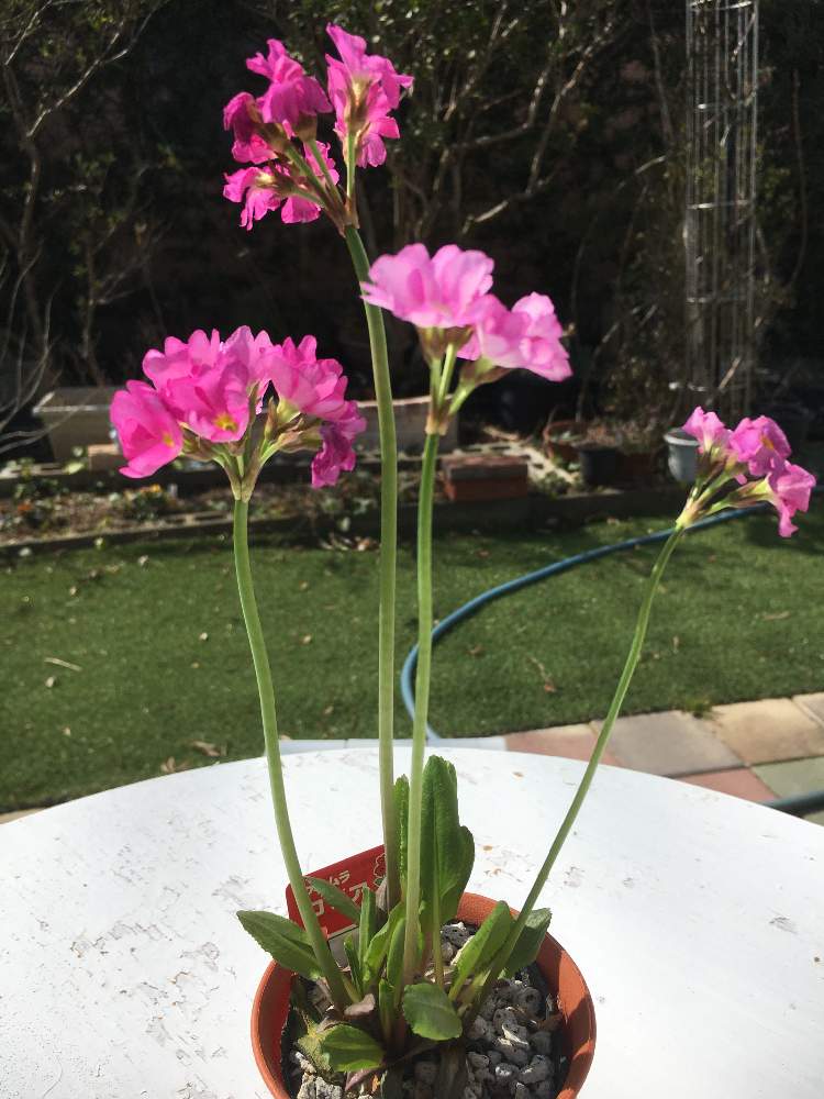 プリムラ ロゼアの投稿画像 By ジェキルさん 山野草 月2月28日 Greensnap グリーンスナップ