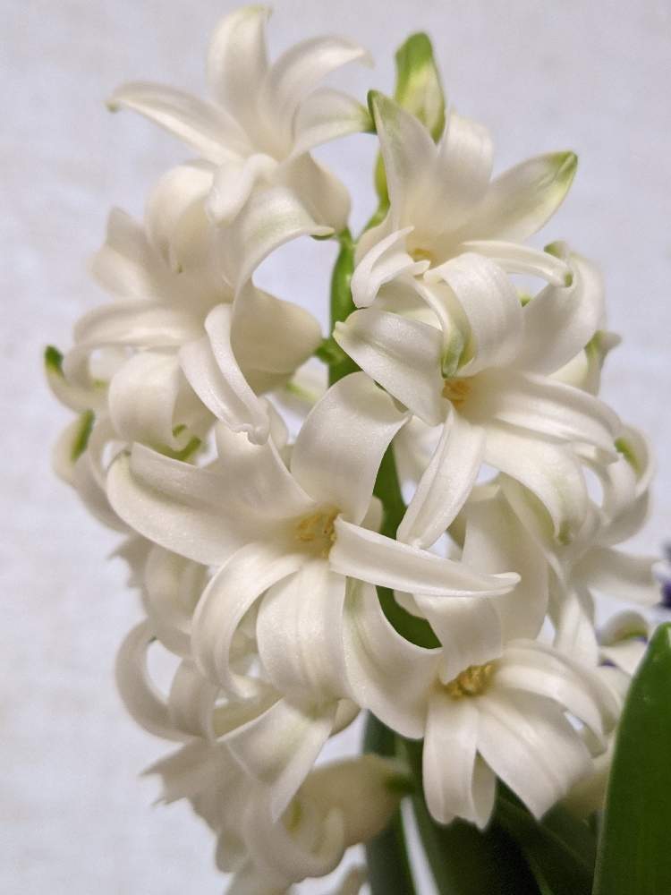 ヒヤシンス 白の投稿画像 By 巫女歩 さん 白い花と花のある暮らしと元気もらえるとヒヤシンスの花と白い植物フォトコン 月2月28日 Greensnap グリーンスナップ