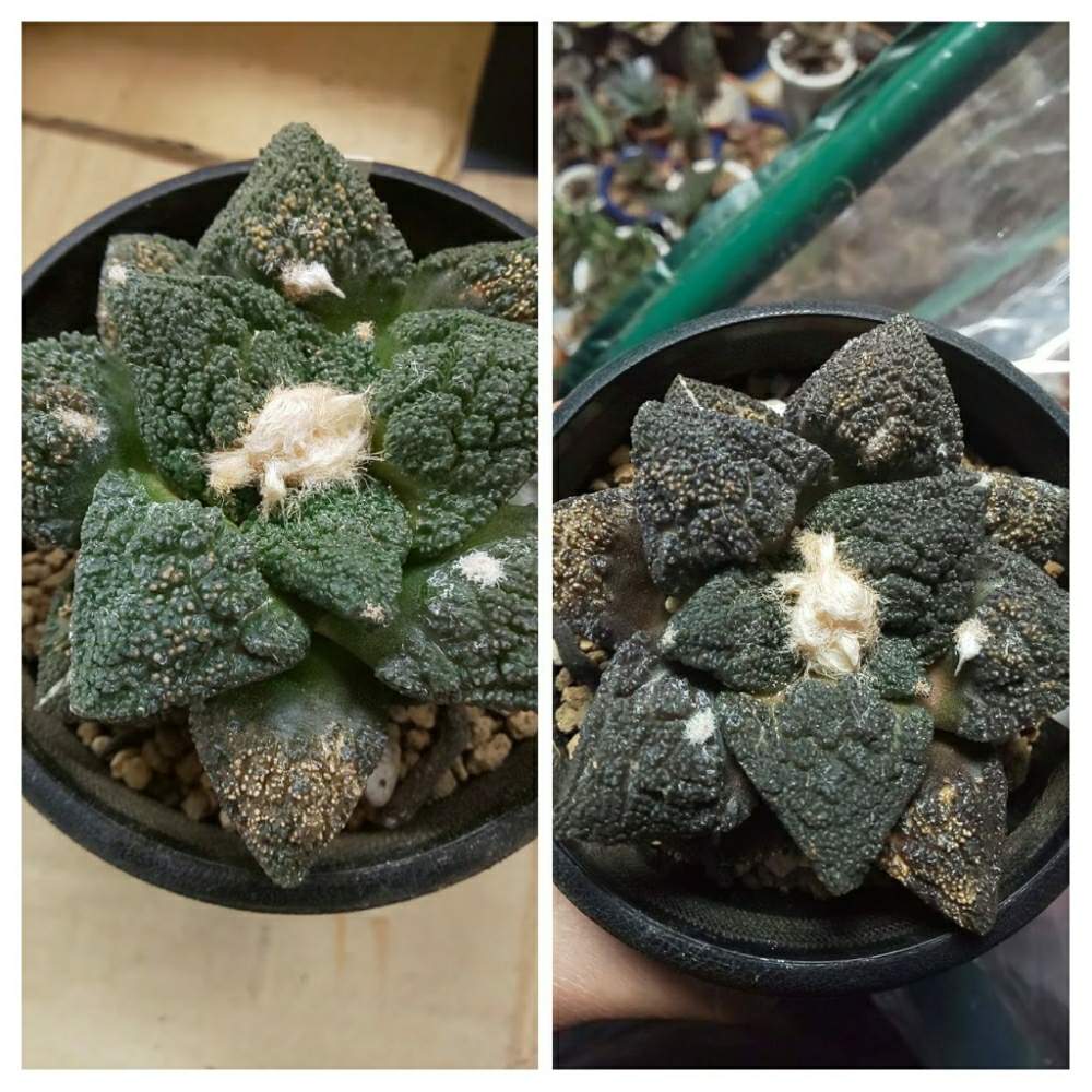 サボテン・多肉植物＞ ゴジラ亀甲牡丹錦