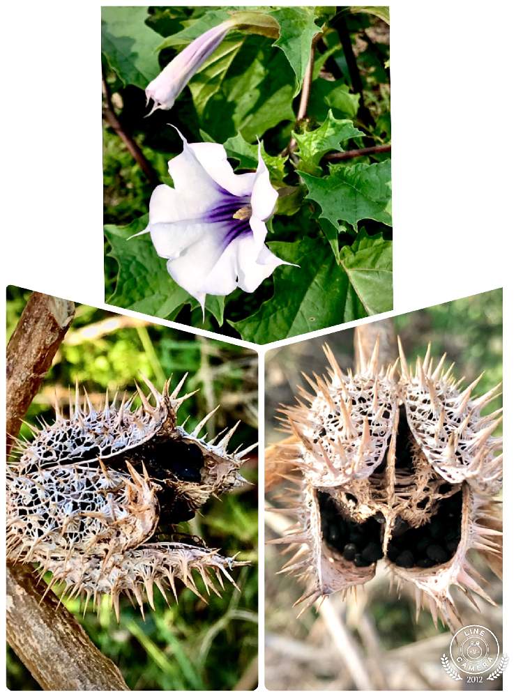 シロバナヨウシュチョウセンアサガオの実の投稿画像 By アボガドさん 花のある暮らしと花と種と植物観察 月2月28日 Greensnap グリーンスナップ