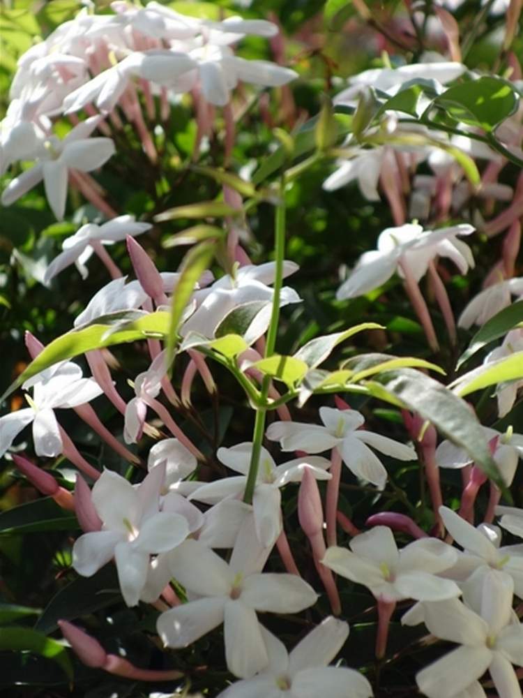 ハゴロモジャスミンの投稿画像 By Heaven S Flower さん ガーデニングと白い花と花のある暮らしと今日のお花 月2月28日 Greensnap グリーンスナップ