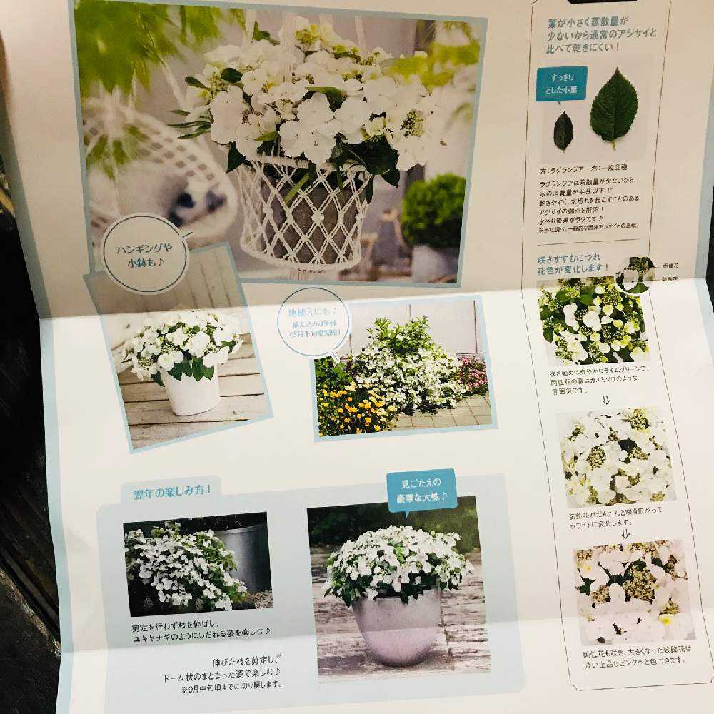 Pw 新品種 ラグランジア ブライダルシャワー Greensnap グリーンスナップ