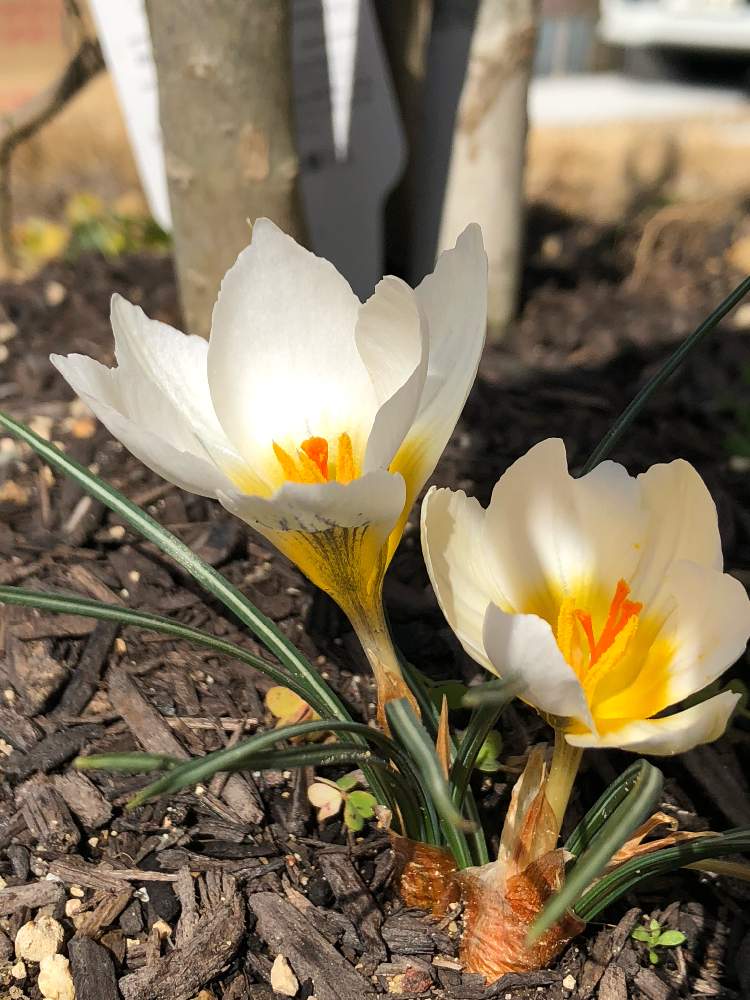 クロッカスの投稿画像 By ポルルンさん 花壇と春待ちとガーデニングと花のある暮らしと球根植物 月2月28日 Greensnap グリーンスナップ