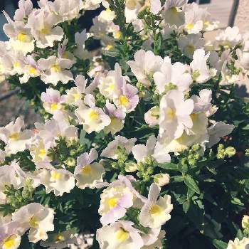 冬から春の寄せ植えの画像 by おかちさん | 玄関とネメシアとネメシア　ピンクレモネードと花のある暮らしと冬から春の寄せ植えと白い植物フォトコン2020