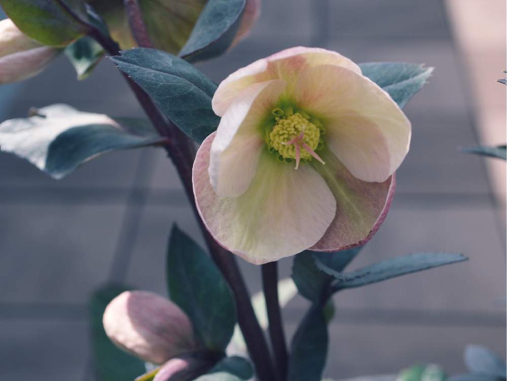 クリスマスローズ ピンクフロストの投稿画像 By さくらもちさん クリスマスローズと花のある暮らしとかわいいな と優しい色と クリスマスローズピンクフロスト 月2月28日 Greensnap グリーンスナップ