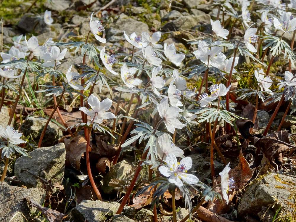 スプリング エフェメラルの投稿画像 By なるさん 日本固有種と山野草と優しさと白い花と小さな花 とセツブンソウと白い植物フォトコンとキンポウゲ科とスプリング エフェメラルと日本固有種と山野草と優しさと白い花と小さな花と白い植物フォトコンとキンポウゲ