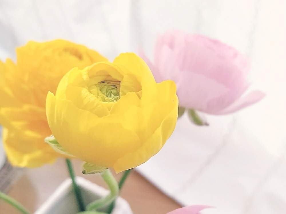 ラナンキュラスの投稿画像 By Yukoさん 切り花と季節の花と花のある暮らしと季節を楽しむ 月2月28日 Greensnap グリーンスナップ
