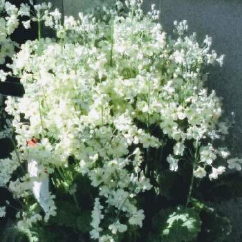 サクラソウの花の画像 by m＆oさん | お出かけ先とクリーム色の花とサクラソウの花と花のシリーズと花屋さんの花