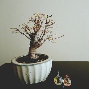 ニレケヤキ,盆栽,小品盆栽,ミニ盆栽,和風ティストの画像