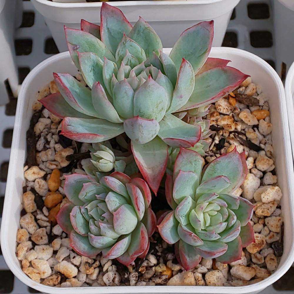 すみれ牡丹 エケベリア 多肉植物 抜き苗 66🌹🌹バイオレットクイーン すみれ牡丹｜🍀GreenSnap（グリーン