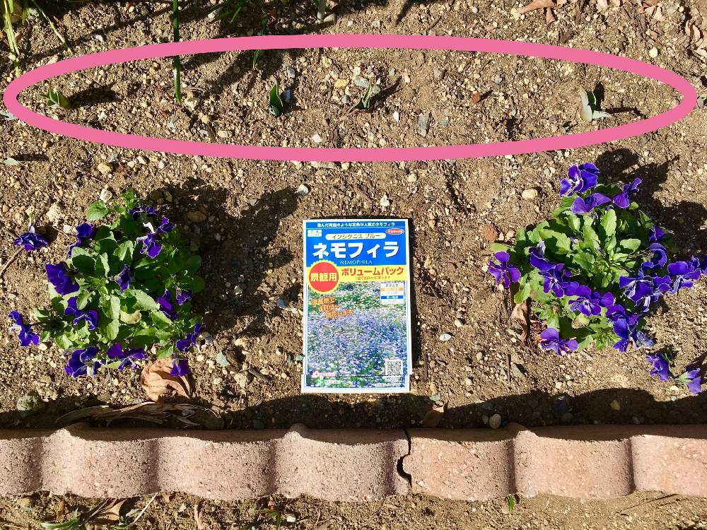 チューリップの投稿画像 By Ihanaさん ネモフィラとビオラとチューリップ の球根と種まきと花壇と春よこいと冬の花と冬の植物と花のある暮らしとかわいいな と庭植えと地植え 月2月29日 Greensnap グリーンスナップ
