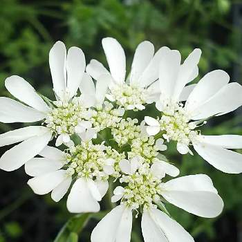 ハートの花びらの画像 by ひかりーさん | 白花と癒しの植物とハートの花びらと好きな色♡とオルレア♡とかわいい❤