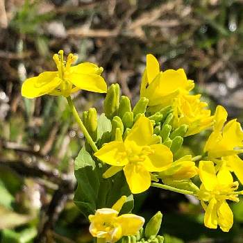 小松菜の花の投稿画像一覧 Greensnap グリーンスナップ