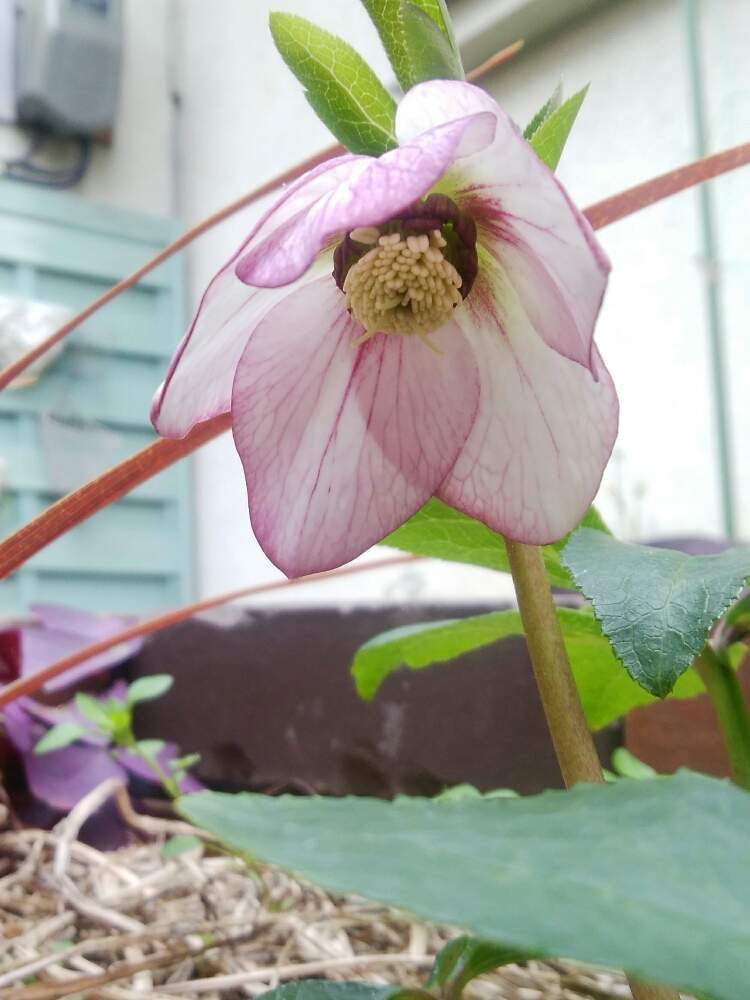 無肥料栽培の投稿画像 By けぃさん 北側の小さな庭と自然農法と自然農と花壇のお花と北向きの庭と北側花壇と自然栽培と クリスマスローズと無農薬と北庭と花のある暮らしと無農薬栽培と無肥料 月2月29日 Greensnap グリーンスナップ