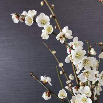 切り枝の画像 by nicoさん | 白梅と枝ものと切り枝といただきものと 梅の花