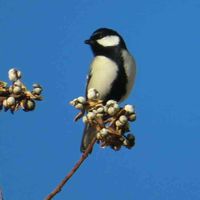 ナンキンハゼ,野鳥,ウォーキング中,シジュウカラ,うどん県人会の画像