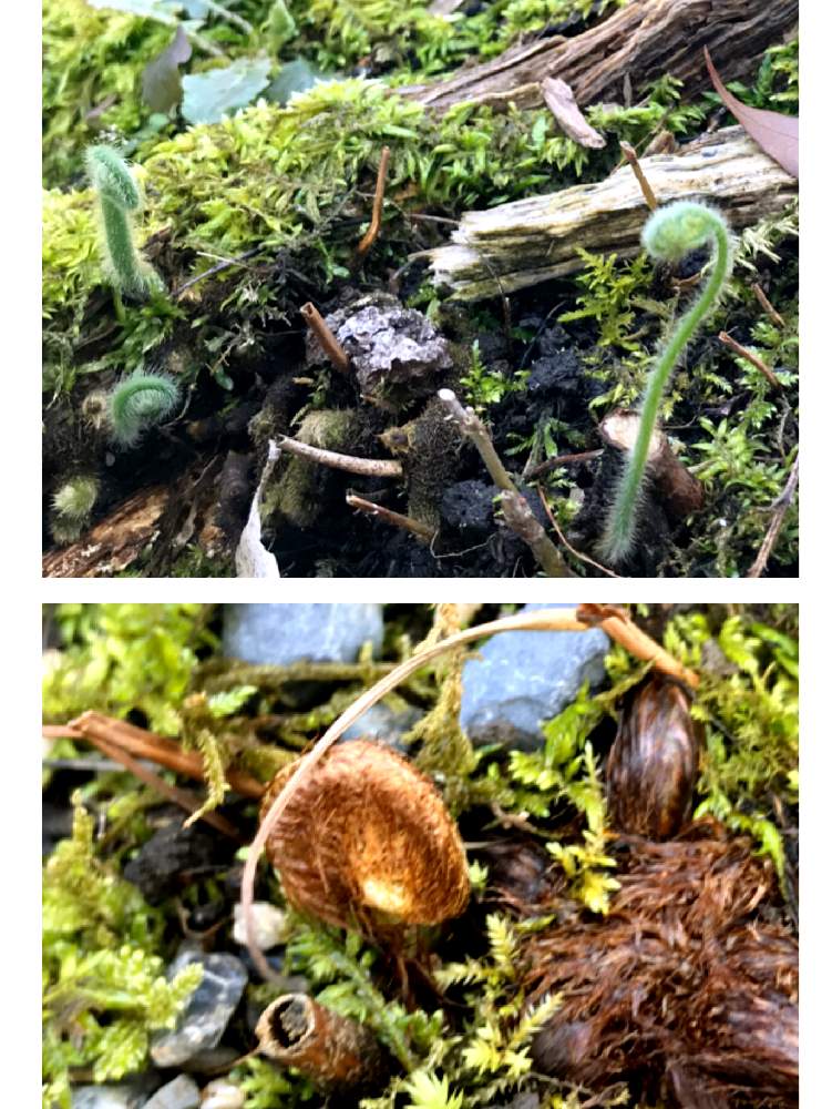 ワラビの仲間の投稿画像 By 92aさん ゼンマイの仲間とgs映えと京都 城南宮と可愛いと京都といやされるとgreen Up 月2月29日 Greensnap グリーンスナップ