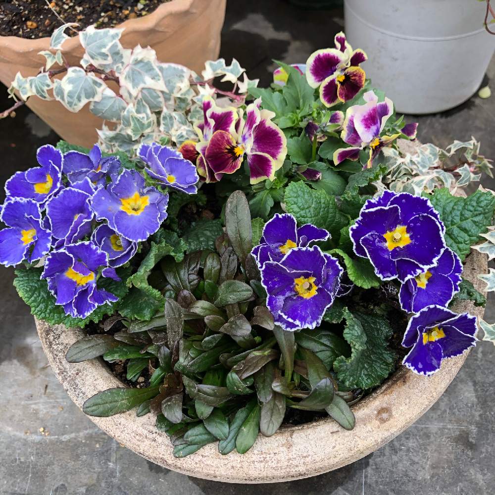 ヘデラの投稿画像 By Chippyさん プリムラ ジュリアンとフリフリヴィオラとアジュガ チョコレーチップと花のある暮らしと花屋 月2月29日 Greensnap グリーンスナップ