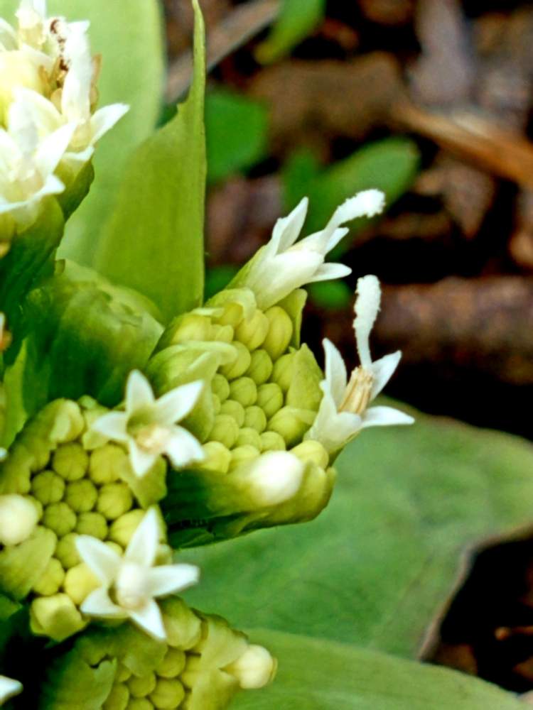ふきのとう花の投稿画像 By Mixnutsですがさん 裏庭と細いふき 月2月29日 Greensnap グリーンスナップ