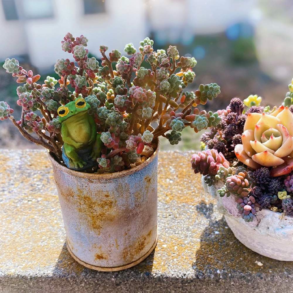 多肉植物 希少セダム 木立性ブレビフォリウム カット苗 - その他多肉植物