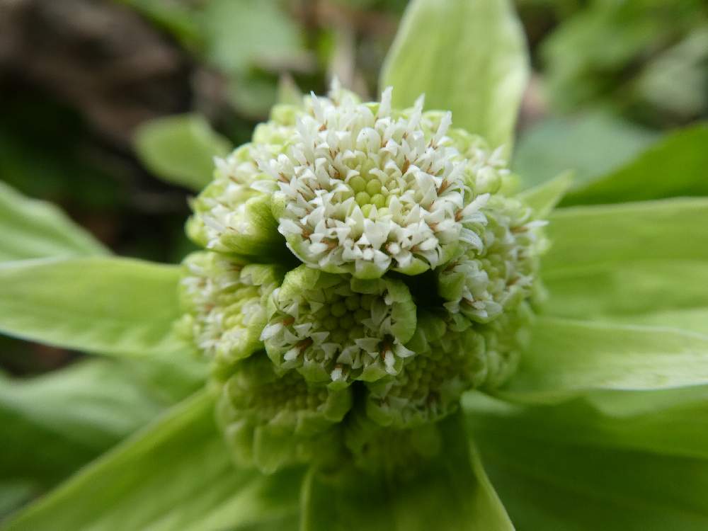 ふきのとうの投稿画像 By Warabi3さん ふきのとう花と白い植物フォトコン 月2月29日 Greensnap グリーンスナップ