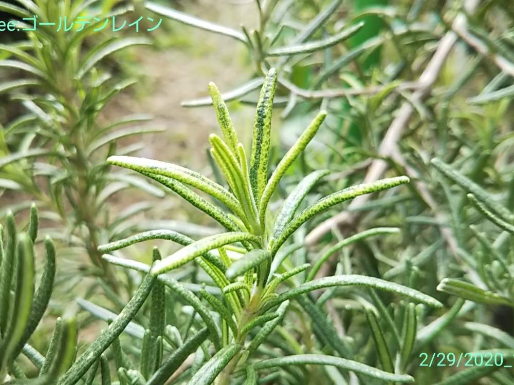 お1人様1点限り みっつさま専用 シーブス ローズマリー ホワイトアンジェリカ Rc 完売 Traverserdl Com