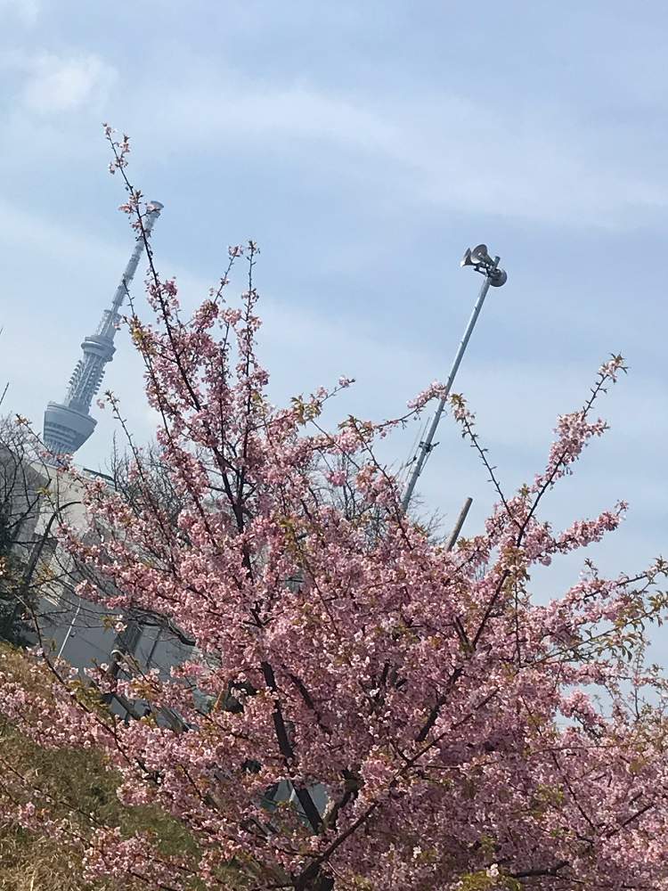 河津桜の投稿画像 By むーんさん 今年も元気と植物って凄いと眼が気持ちいいとナチュラルスタイルと花のある暮らし 月2月29日 Greensnap グリーンスナップ