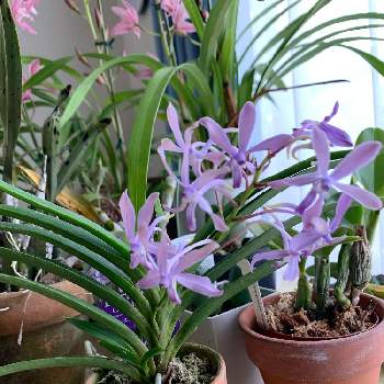 ヨネザワラ ブルースターの投稿画像一覧 Greensnap グリーンスナップ