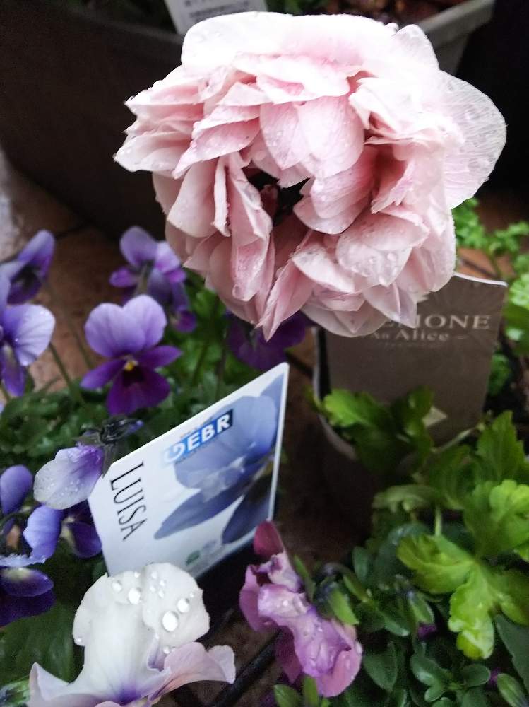 アネモネ アンアリスの投稿画像 By クッキーさん 寄せ植えだいすき と淡い色の花と花のある暮らしとビオラミステリーシリーズルイザと小さなお庭と可愛いね 月2月29日 Greensnap グリーンスナップ