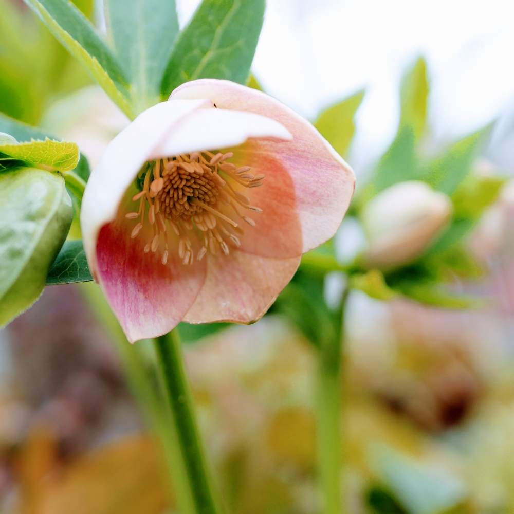 花のある暮らしの投稿画像 By 花畑さん No Green No Lifeと クリスマスローズ 月2月29日 Greensnap グリーンスナップ