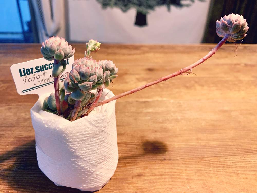 グロブローサ プロリフィカhybの投稿画像 By Yuuさん 多肉植物とホッとひと息と多肉パトロールと雨降りとlier苗と もこもこと綺麗と花粉注意と可愛いとかわいいとぷりぷりと増えろ と寒いとiphone撮影とlier多肉カーニバルとオテンバな子をゲット 月2月29日