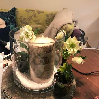 テーブルの画像 by fumiさん | インテリアとクリスマスローズと春のお花とおもてなしとテーブルと花のある暮らしと『お部屋を彩る、春の花』フォトコン