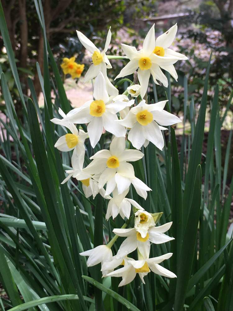 水仙 グランドモナークの投稿画像 By 三毛猫さん 香りのいいお花と毎年咲くと花のある暮らしと球根植物と冬の庭を彩る 月2月29日 Greensnap グリーンスナップ