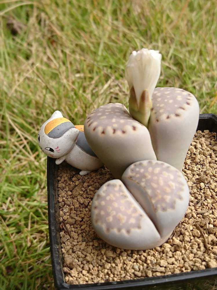 リトープス｜🍀GreenSnap（グリーンスナップ）