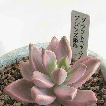 新しい 多肉植物 ブロンズ姫錦 インテリア 住まい 日用品 その他 Www Thjodfelagid Is