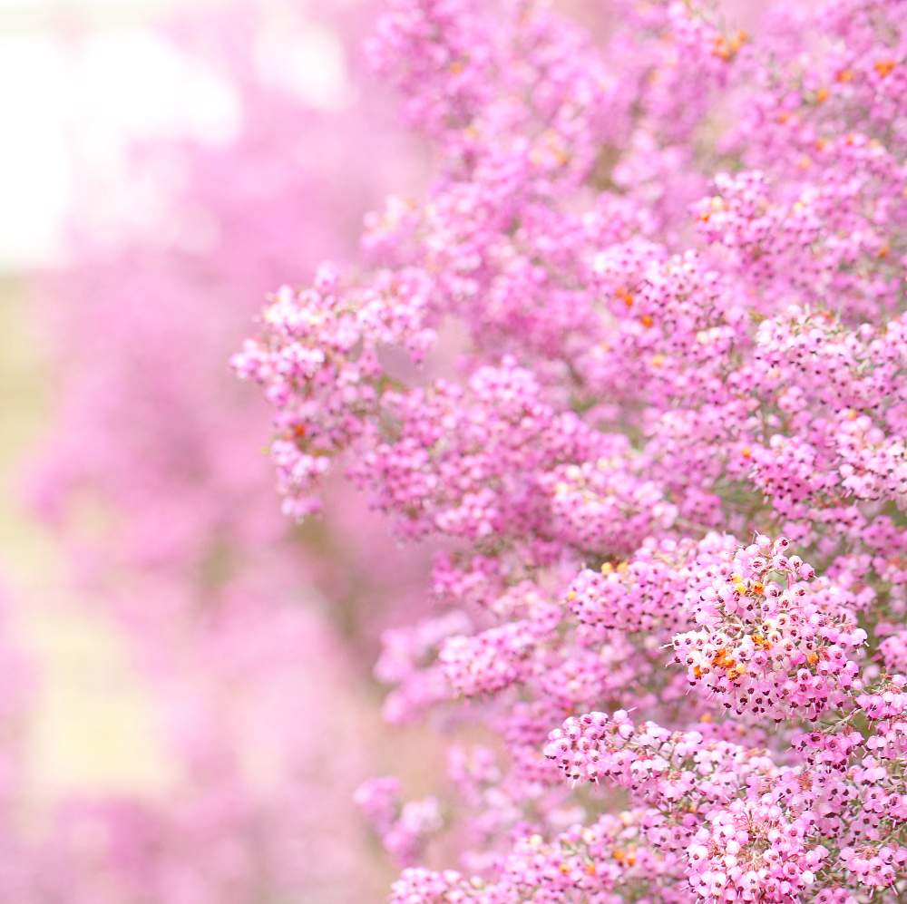 花のある空間の投稿画像 By おはぎさん 新宿御苑と癒しとおさんぽと花のある生活とジャノメエリカ と癒され風景と花のある暮らしとかわいいな とやっぱり花が好き 月3月1日 Greensnap グリーンスナップ