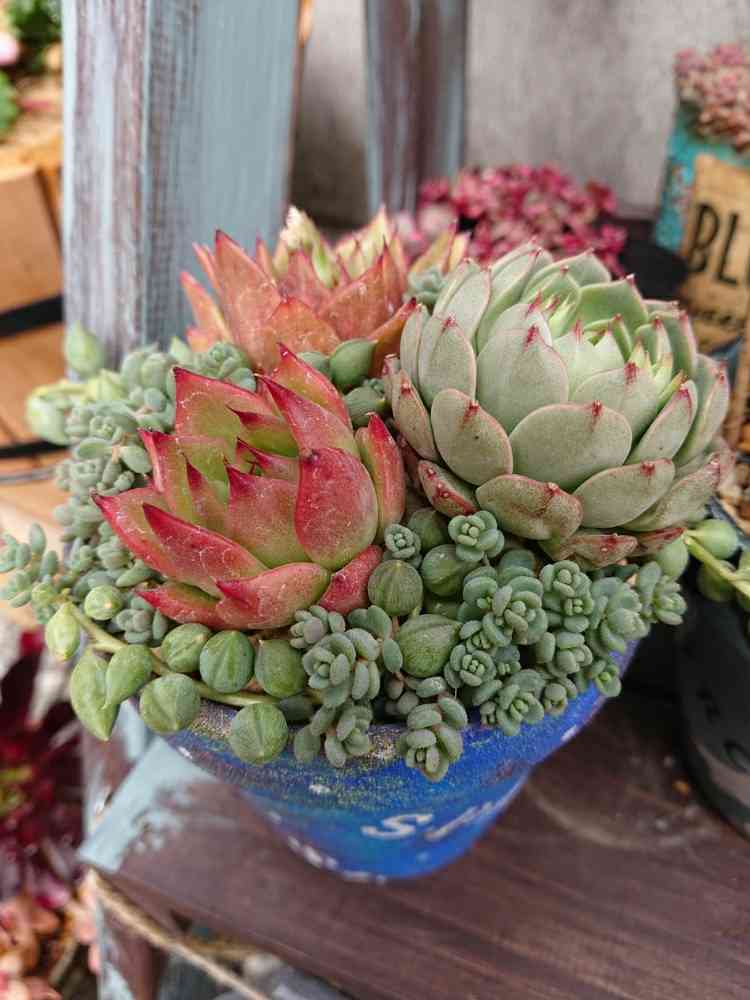 ベンバディス×ティッピーの一覧｜🍀GreenSnap（グリーンスナップ）