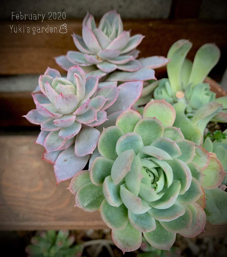 すみれ牡丹の投稿画像 By Pon Yuki さん 花月夜 と多肉植物と増やしたい と寄せ植えとお気に入り と葉っぱのある暮らしと葉っぱと普及種バンザイと植中毒とナチュラルとエケベリア属と多肉女子と可愛いと花のある暮らしとチーム愛知と多肉寄せ植えとiphone撮影