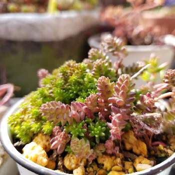 セダムラベンダーの画像 by kawokawoさん | 小さな庭とセダムラベンダーとセダム好きと小さな鉢