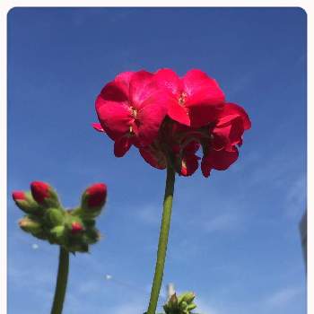 青空に向かっての画像 by ゆらさん | バルコニー/ベランダとゼラニウム♡と青空に向かってと皆さんの優しさに感謝♡と花のある暮らしとピンク色のお花♡